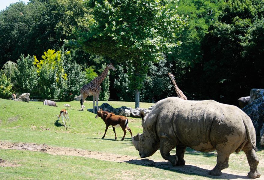 Zoo de Beauval à Saint-Aignan