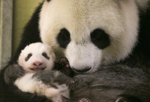 Zoo de Beauval