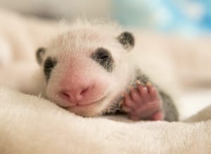 Le bébé Panda du Zoo de Beauval tout juste né