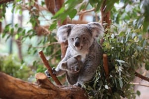 Maman et bébé Koala du Zoo de Beauval dans un arbre