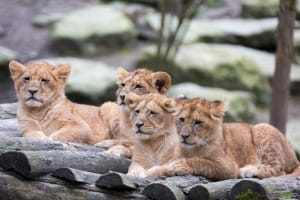 Les bébés lions du zoo de Beauval allongés sur un toit en bois