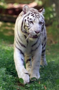 Fauve sauvage blanc du Zoo de Beauval