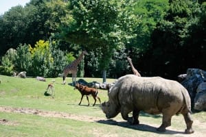 Animaux sauvage du Zoo de Beauval