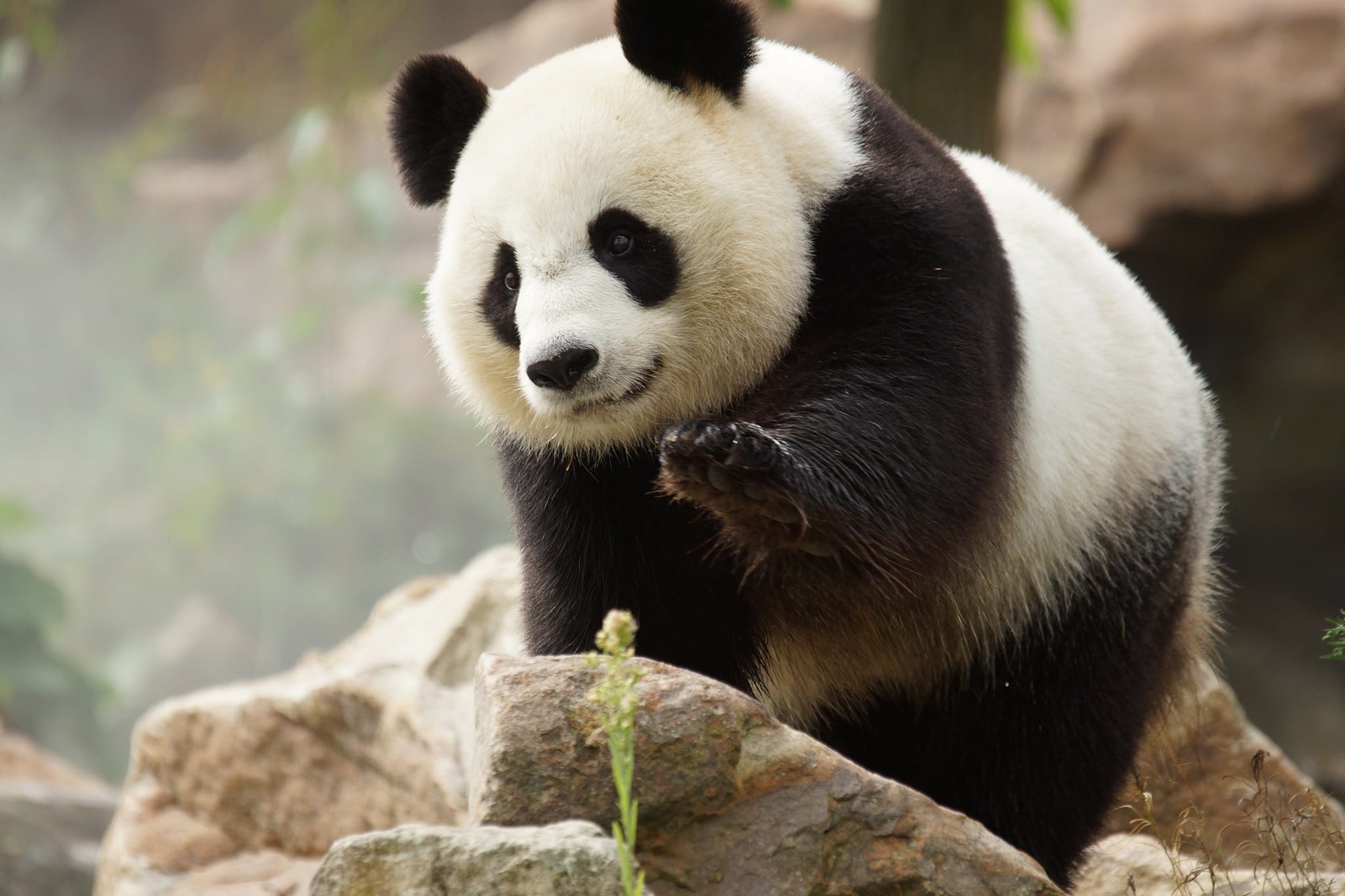 Panda zoo de Beauval - Chambres d'hôtes - Le Petit Nancay