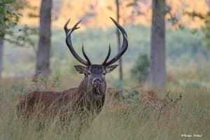 Un cerf au milieu de la forêt non loin du lac de Brenne