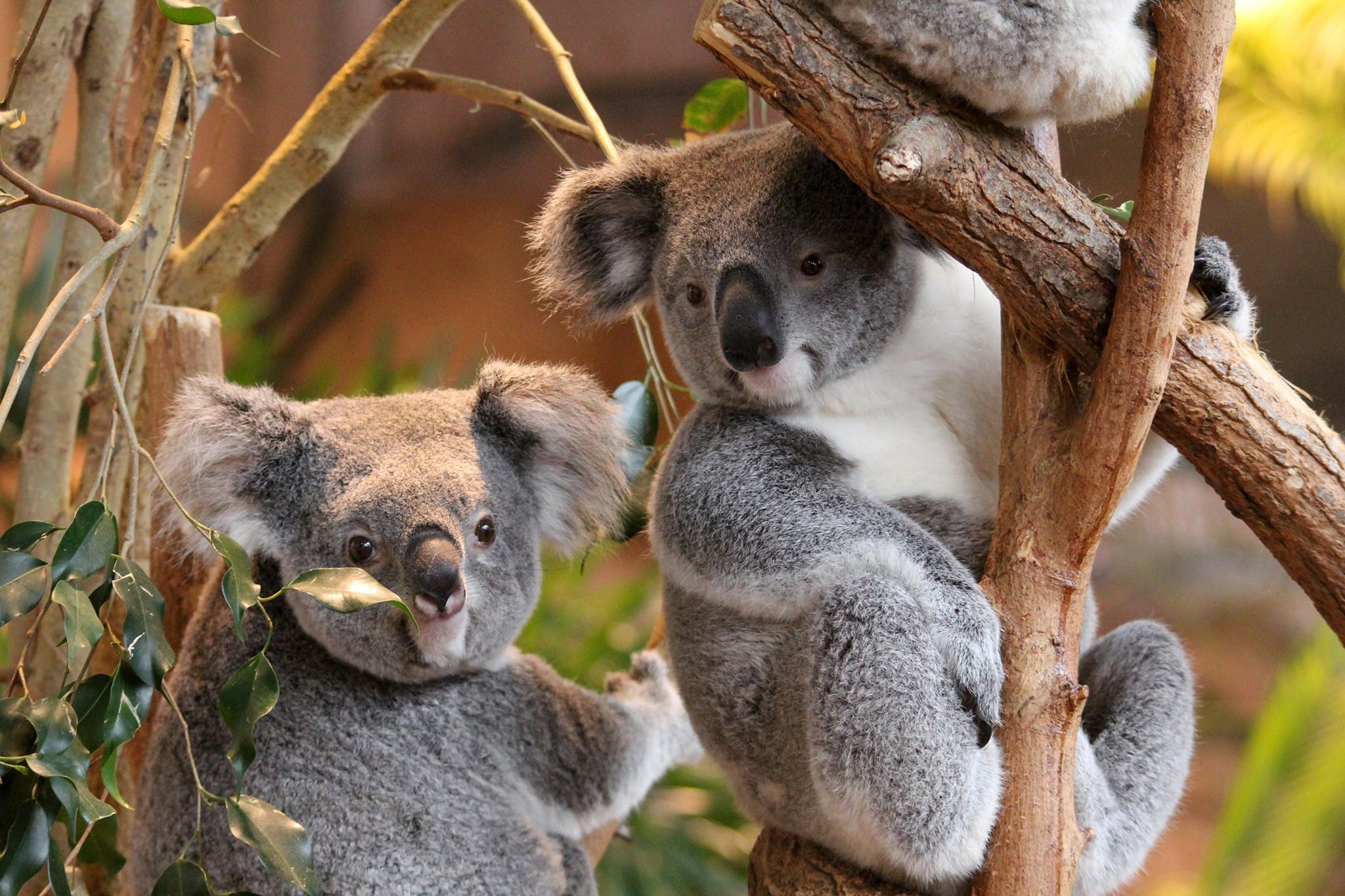 zoo de beauval hotel avec les animaux