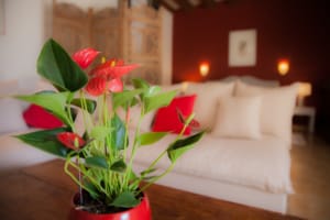 Fleurs en décoration dans la chambre d'hôte l'.écurie